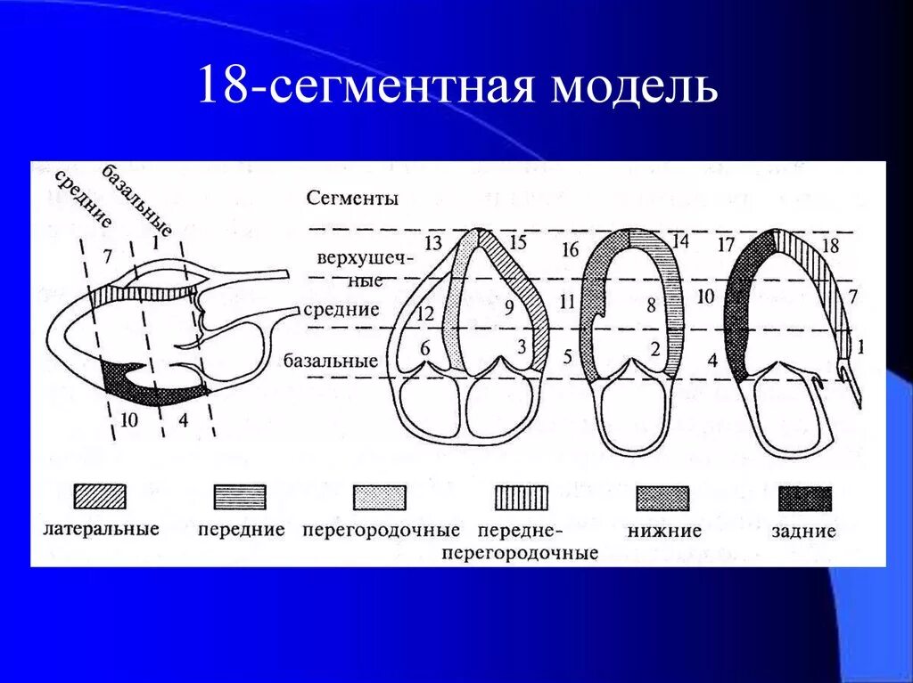 Сократимость лж. Сегменты левого желудочка на ЭХОКГ. Зоны гипокинезии миокарда левого желудочка. Сегменты миокарда эхокардиография. Сегменты левого желудочка ЭХОКГ сердца.