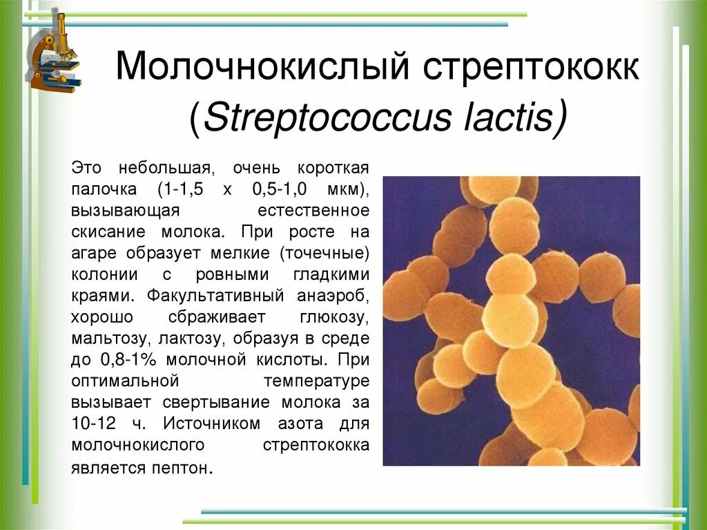 Молочнокислые бактерии при какой температуре. Lactococcus lactis (молочный стрептококк). Термофильный стрепток. Молочные бактерии Streptococcus lactis. Термофильные молочнокислые стрептококки.