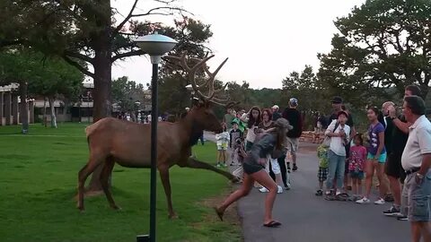 Wildlife meaning