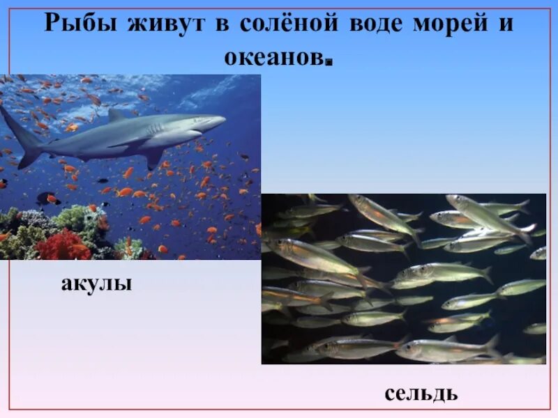 Рыбы живущие в соленой воде. Обитатели соленых водоемов. Рыбы которые обитают в соленой воде. Обитатели живущие в соленой воде.