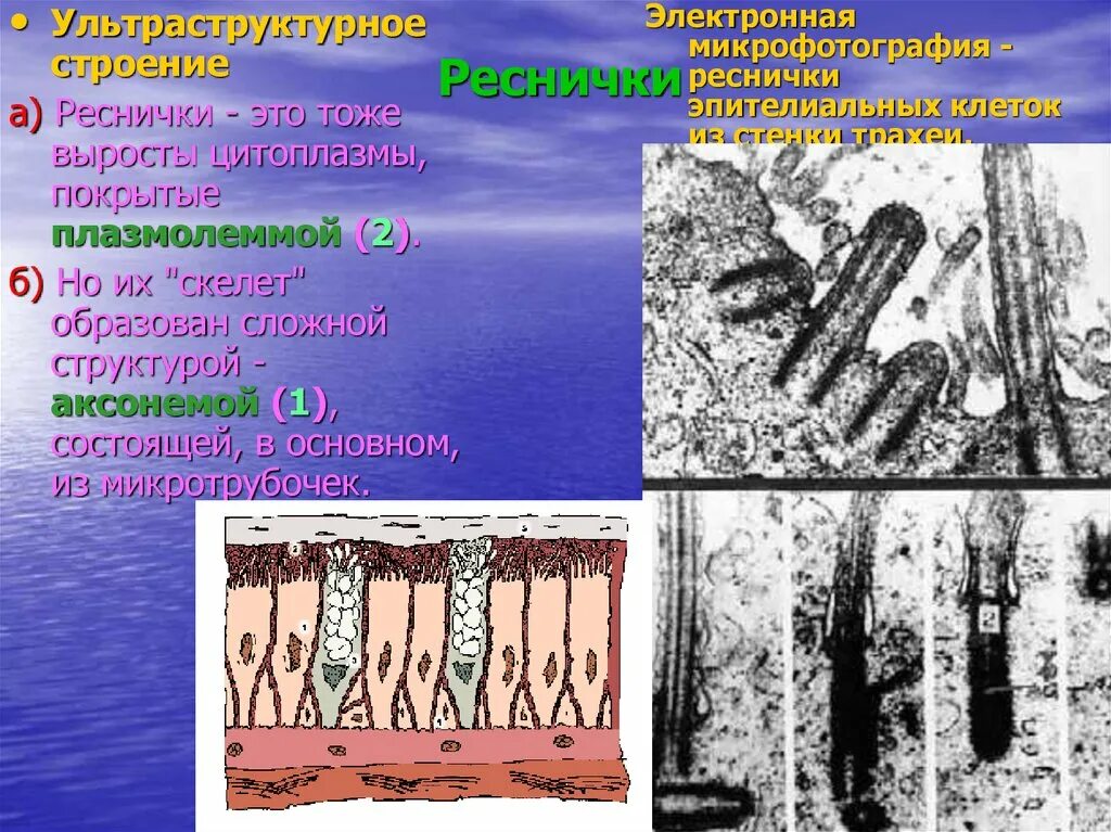 Какая цитоплазма у животных. Какая цитоплазма у животных