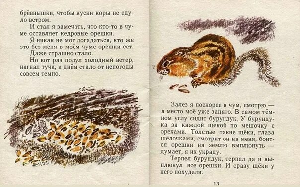 Снегирев “хитрый бурундучок”. Снегирев бурундук. Снегирев бурундук. "хитрый бурундук". Хитрый бурундук сказка.