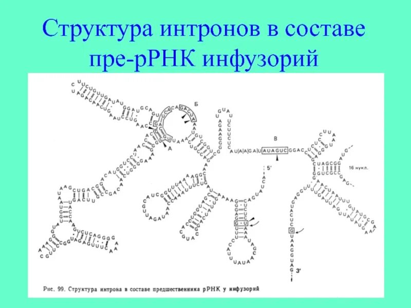 Размеры рнк. Рибосомальная РНК биохимия. Строение рибосомальной РНК схема биохимия. Информационная РНК строение. Рибосомальная РНК строение.