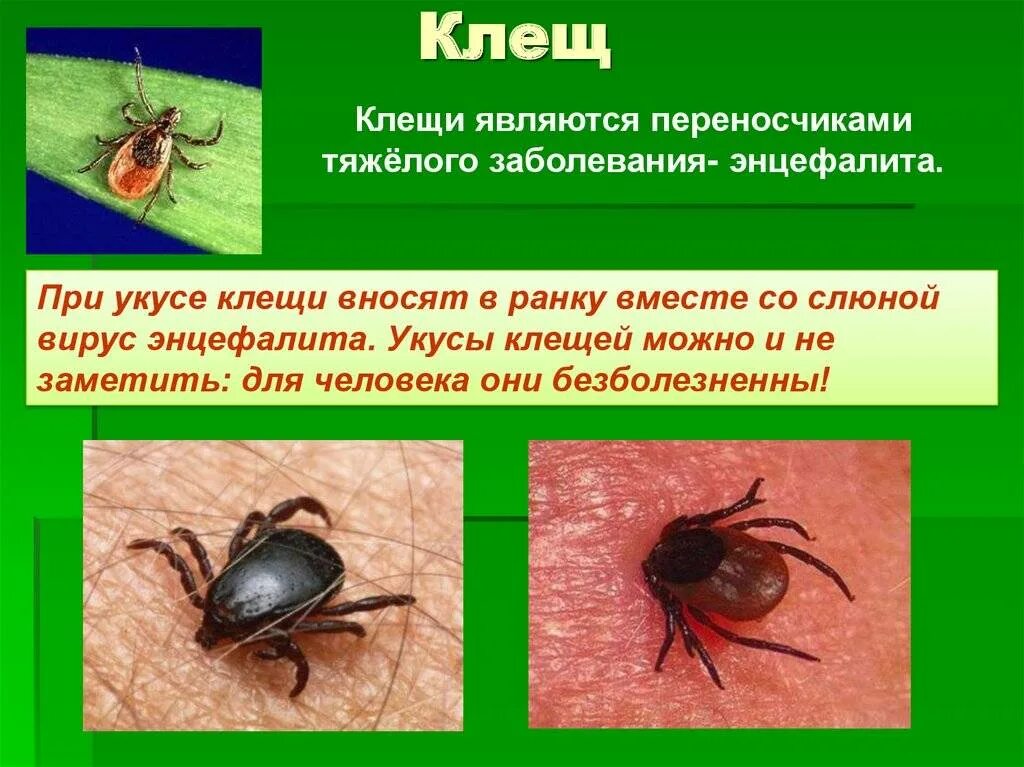 Чем опасен укус клеща для человека