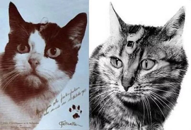 18 Октября 1963 года Франция кошка Фелисетт. Кошка Фелисетт в космосе. 1 кошка в космосе
