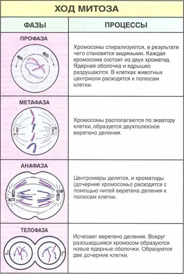 Фазы деления клетки митоз рисунок. Таблица фаза митоза схематическое изображение события фазы. Фаза деления клетки профаза. Изображение фаз митоза. Профаза описание процесса