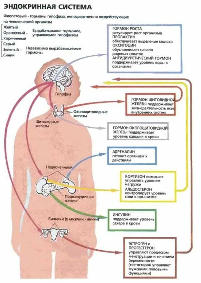 Эндокринная система вырабатывает гормоны. Общая схема эндокринной системы. Гормональная система человека схема. Железы эндокринной системы человека анатомия.