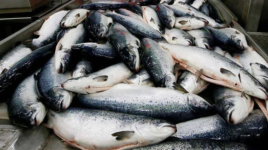 выращивание лосося. аквакультура семга. аквакультура форель. генетически модифицированный лосось компании aquabounty. искусственное разведение лососей.