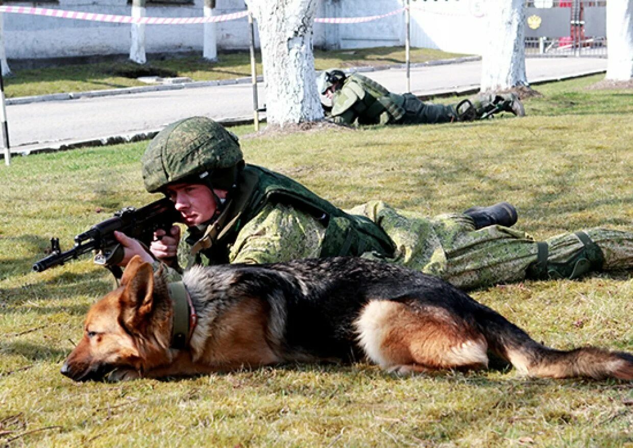 Пограничники участники сво. Собаки на военной службе. Собаки на службе в армии России. Вожатый служебных собак в армии. Розыскные собаки.