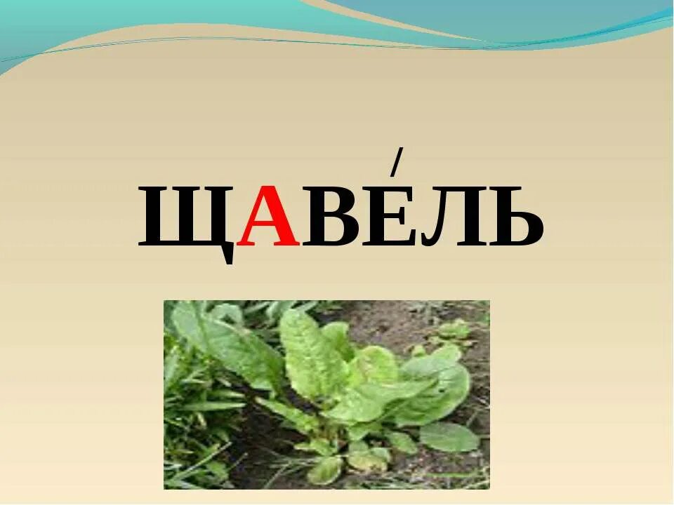 Щавель найти слова. Щавель. Щавель с надписью. Слово щавель. Словарное слово щавель в картинках.