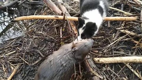 Покажи видео бобра