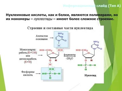 Нуклеотид мономер нуклеиновых кислот