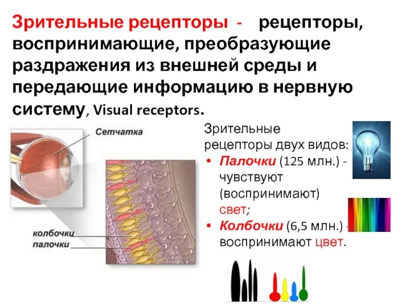 Зрительные рецепторы это. Зрительный анализатор палочки и колбочки. Зрительные рецепторы. Рецепторы палочки и колбочки. Строение колбочки сетчатки.