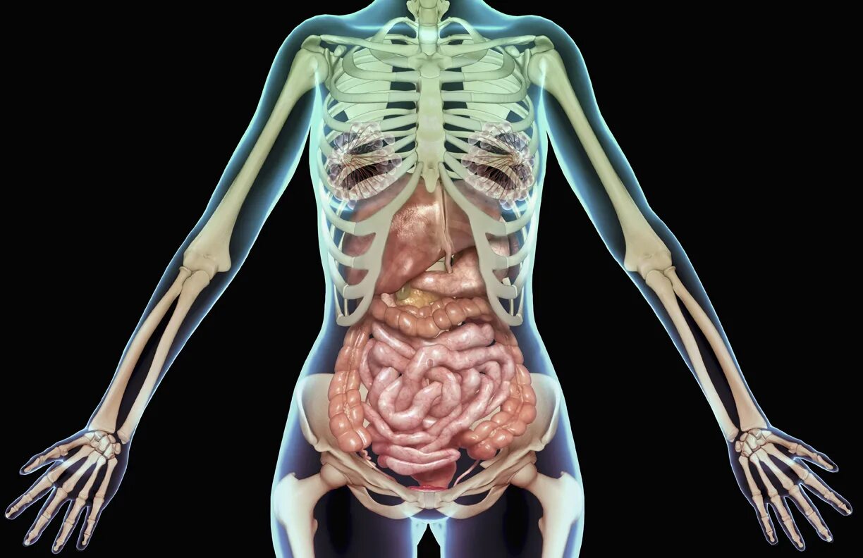 Органы человека с ребрами. Пищеварительная система человека с ребрами. Пищеварительная система скелет. Пищеварительная система человека со скелетом.