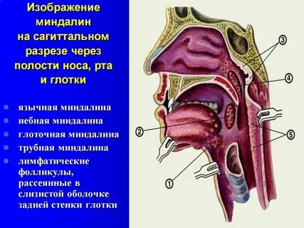 Глоточная миндалина