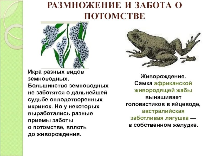 Размножение земноводных 7 кратко. Размножение амфибий. Забота о потомстве у земноводных. Метаморфоз земноводных.