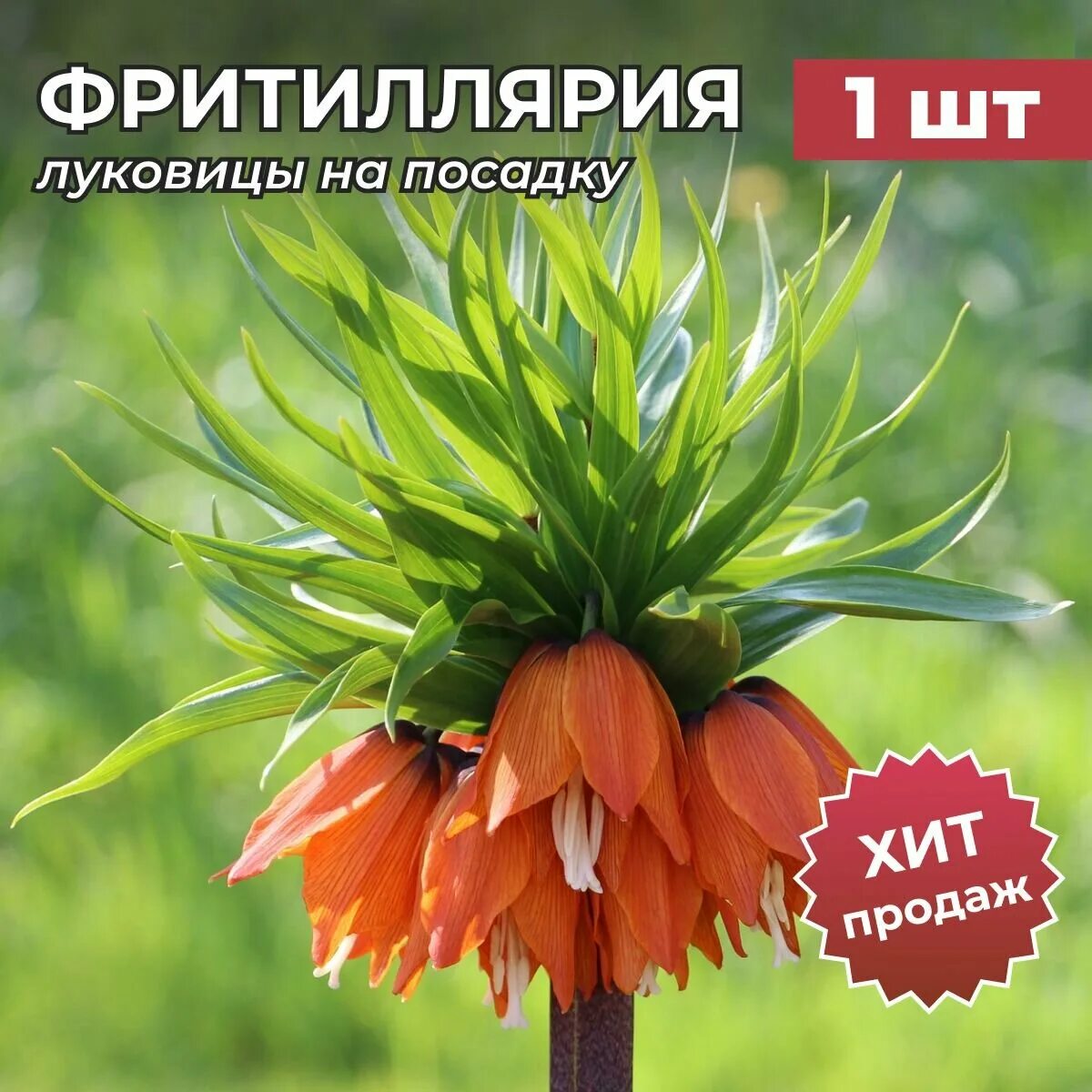 Имперский цветок. Цветок фритиллярия рябчик императорский. Имперский цветок. Имперский цветок. Королевский рябчик цветок.