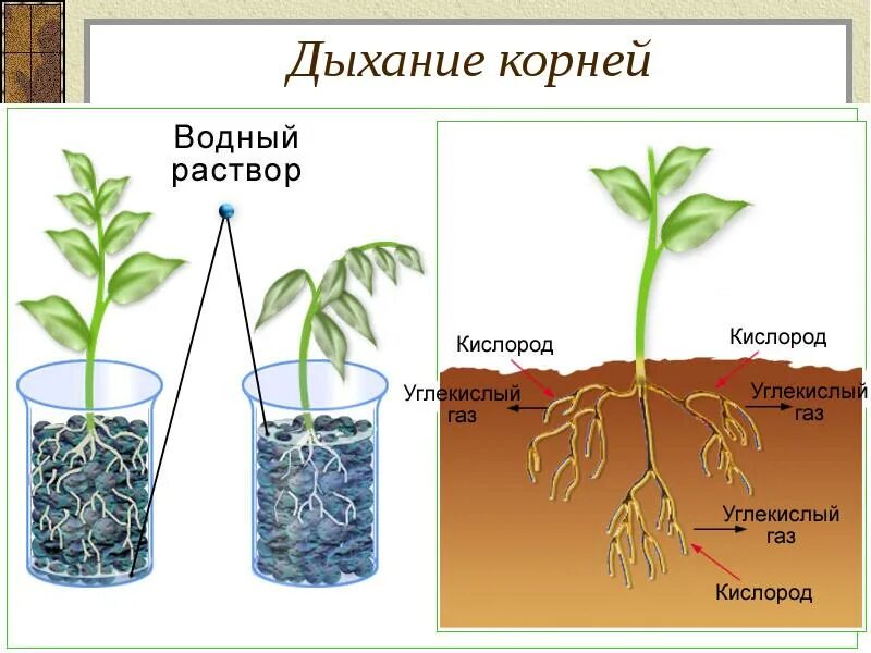 Дыхание растений необходимые условия. Корни растений дышат. дыхание в корнях растений. вегетативные органы корень.