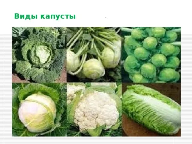 Капуста СуперГрядка изобил-семена0512-126 - купить по выгодным ценам в интернет-
