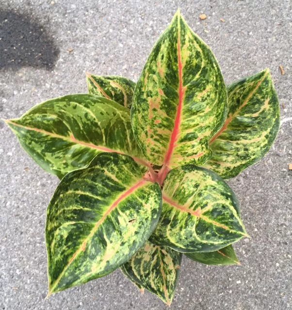 аглаонема тай. аглаонема пинк престиж. аглаонема джубайли. аглаонема махараджи. аглаонема.