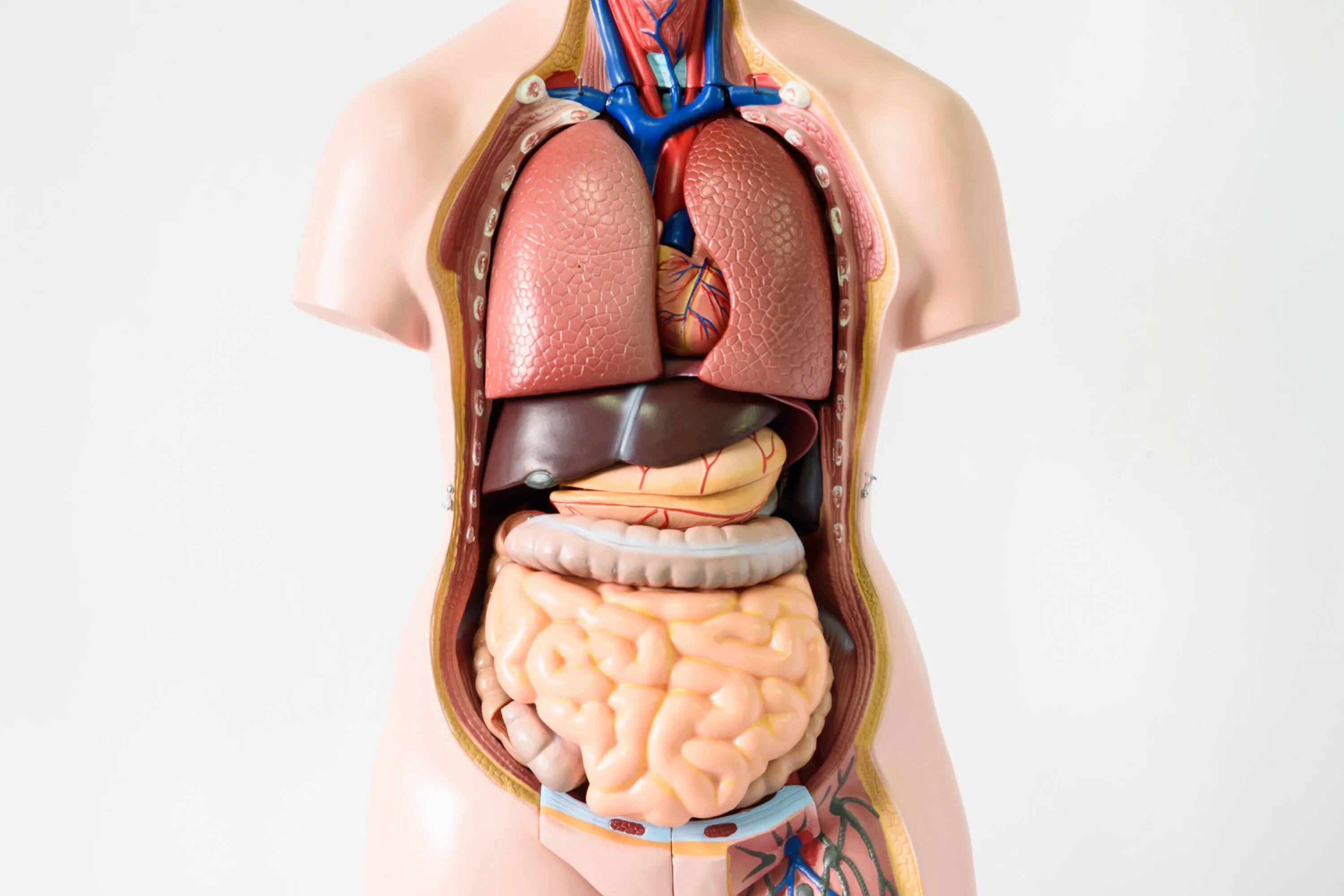 Модель органов человека. Внутренние органы. Органы человека. Анатомия тела человека внутренние органы.