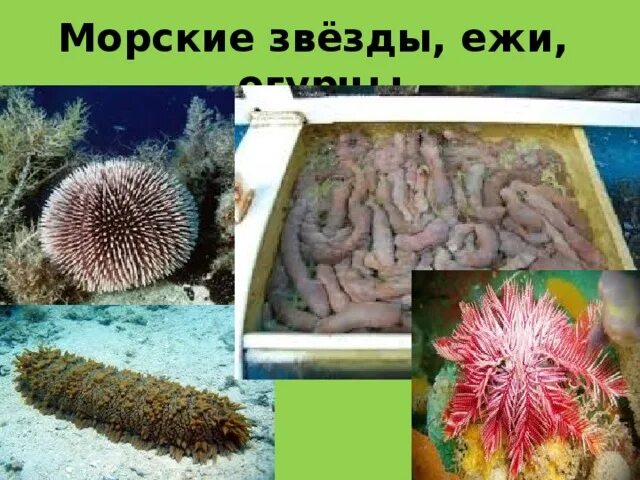 Еж огурец. Еж огурец