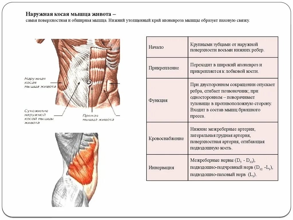 Внутренняя косая мышца живота иннервация. Наружная косая мышца живота иннервация. Апоневроз наружной косой мышцы живота функция. Иннервация наружной косой мышцы живота.