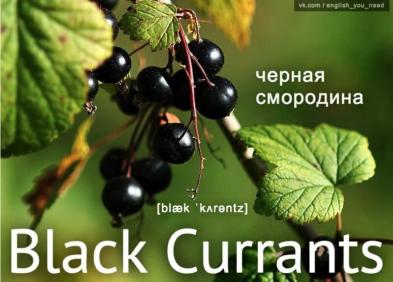 Текст песни росс черная смородина. Черная смородина на английском. Смородина English. Чёрная смородина по англмйски.