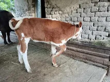 Мен оның аузына кіріп, кеңседе шығара алмадым.