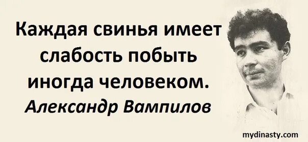 Люди свиньи высказывания. Люди свиньи цитаты. Афоризмы про свинство. Цитаты про свинство людей.