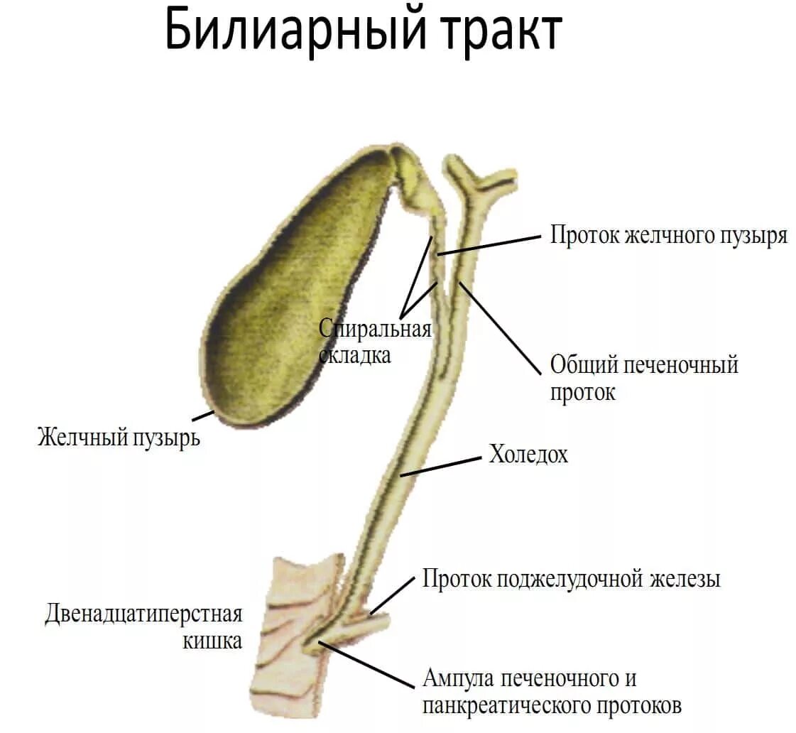 Центр желчного пузыря