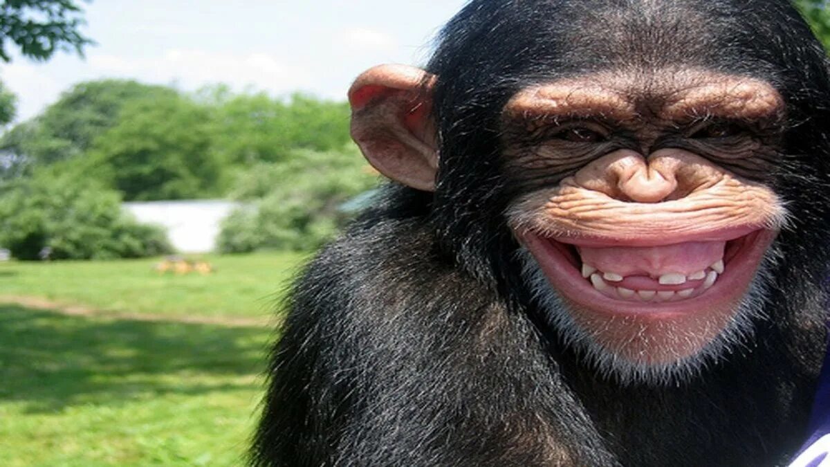Смешные обезьяны. Обезьяна улыбается. Крутая обезьяна. Обезьяна смеется. Угар картинки