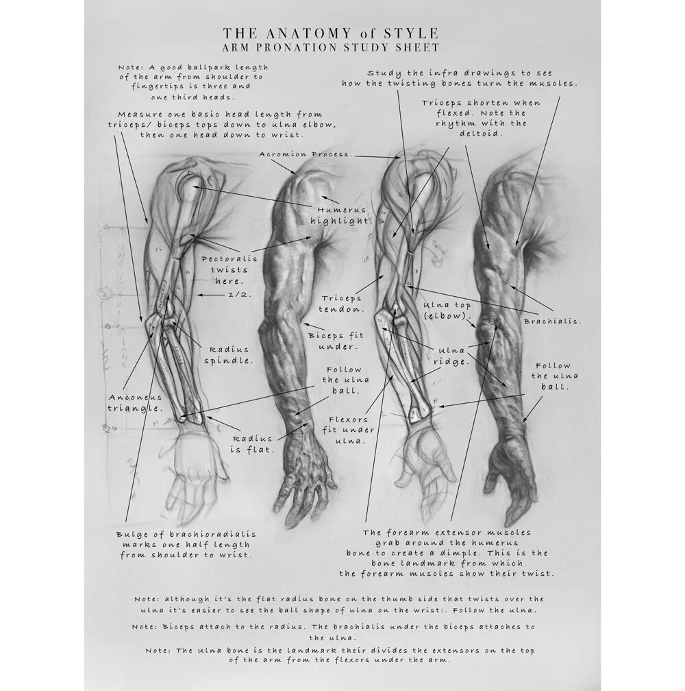 Строение руки рисунок. Анатомия руки кратко и понятно. Откуда руки растут анатомия. Анатомия руки уровни. Поворот руки как называется в анатомии.