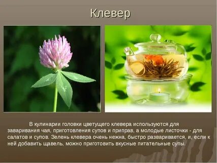Клевер луговой для чего применяется