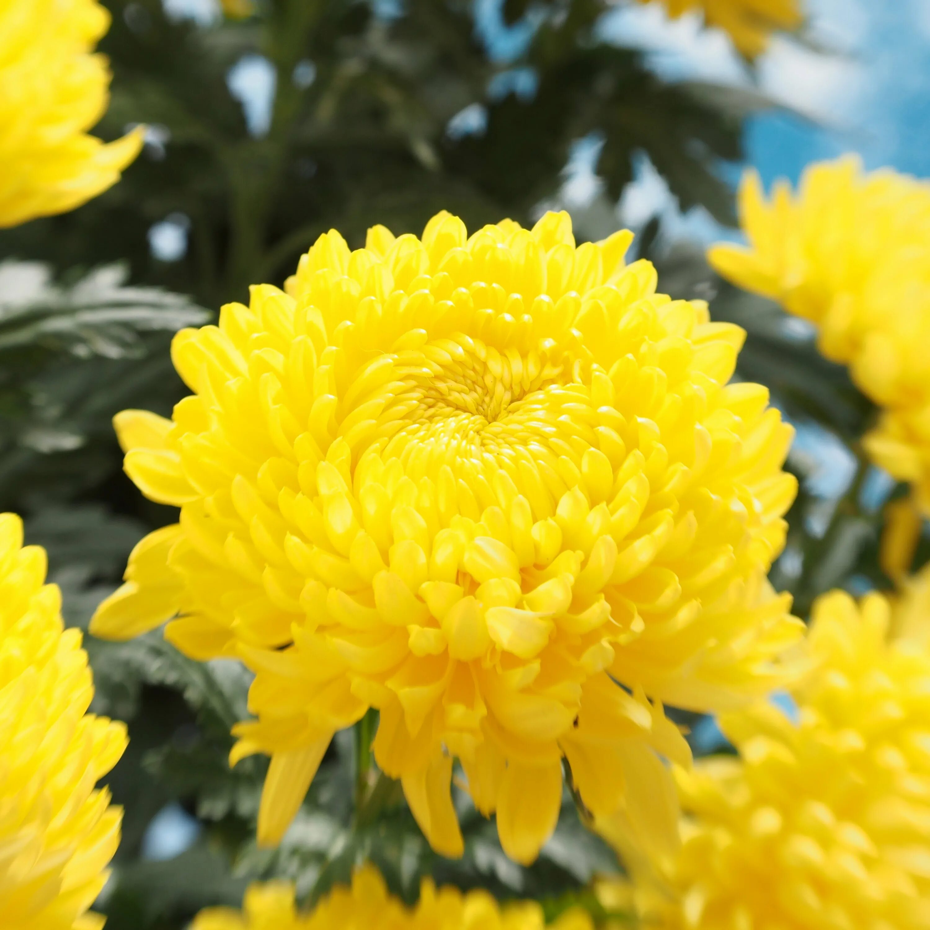 Цветы желтые хризантемы. Хризантема желтая одноголовая. Хризантема Аламос Еллоу. Хризантема помпонная желтая.