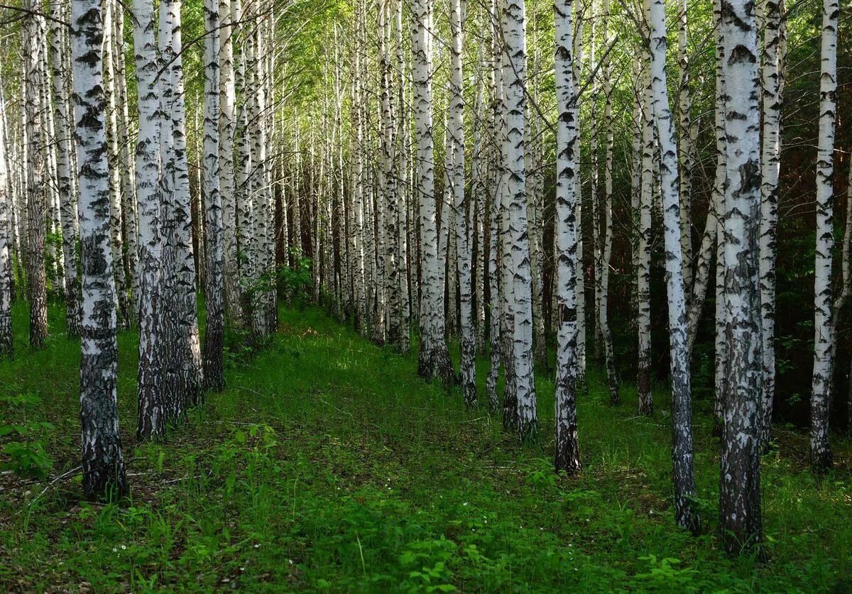 росло 4 березы. на березе растут 5 яблок. на березе яблоки не растут. росло 4 березы. росло 2 яблони на каждой 5 больших.