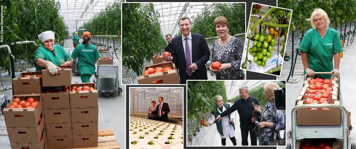 овощевод тольятти. овощевод тольятти. иванисово тепличный комплекс. схоао овощевод тольятти. тепличное хозяйство ботаника волгоград.