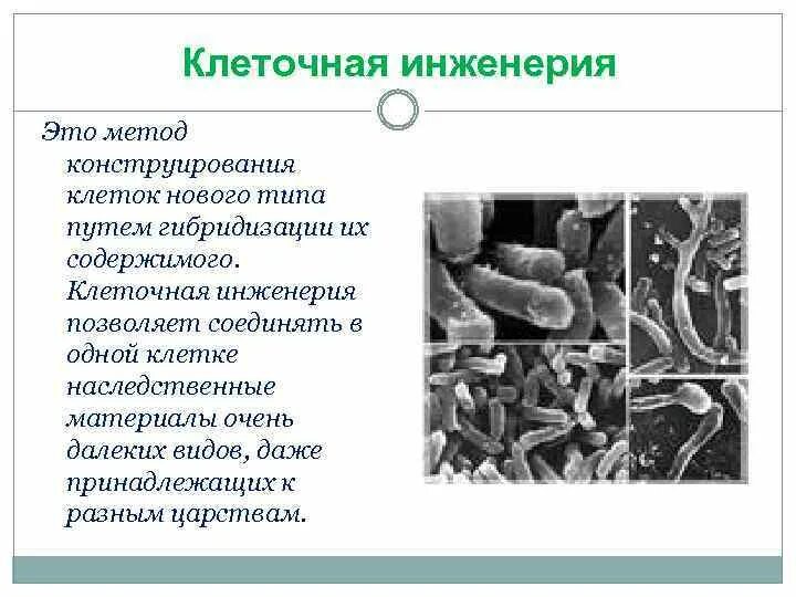 Клеточная инженерия. Методы клеточной инженерии. Клеточнаяная инженерия. Клеточная инженерия микроорганизмов. Реконструкция клеток методы