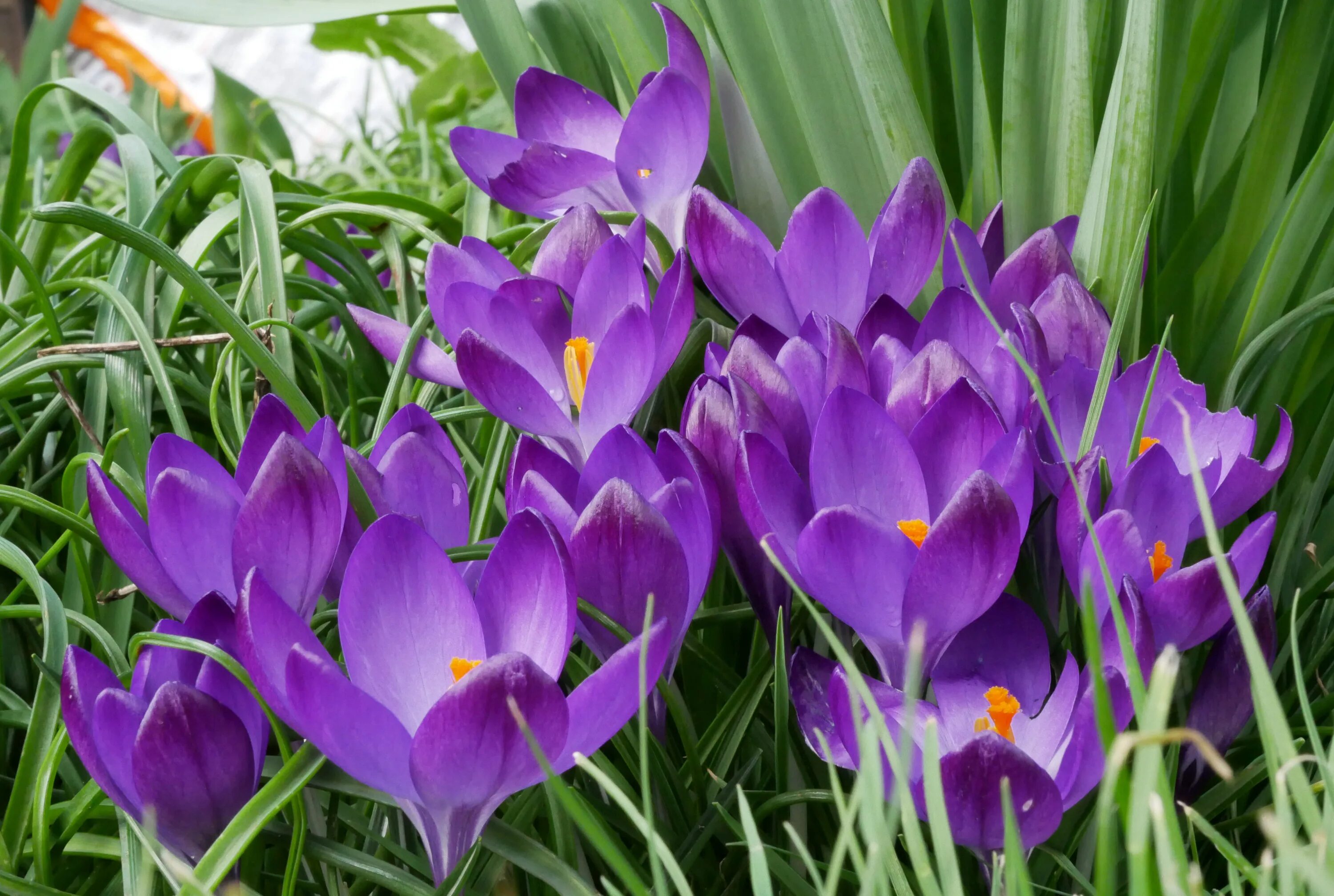 Крокус что за цветок. Крокус Шафран весенний. Крокус сорт Шафран. Крокус весенний фиолетовый. Крокус весенний сорта.