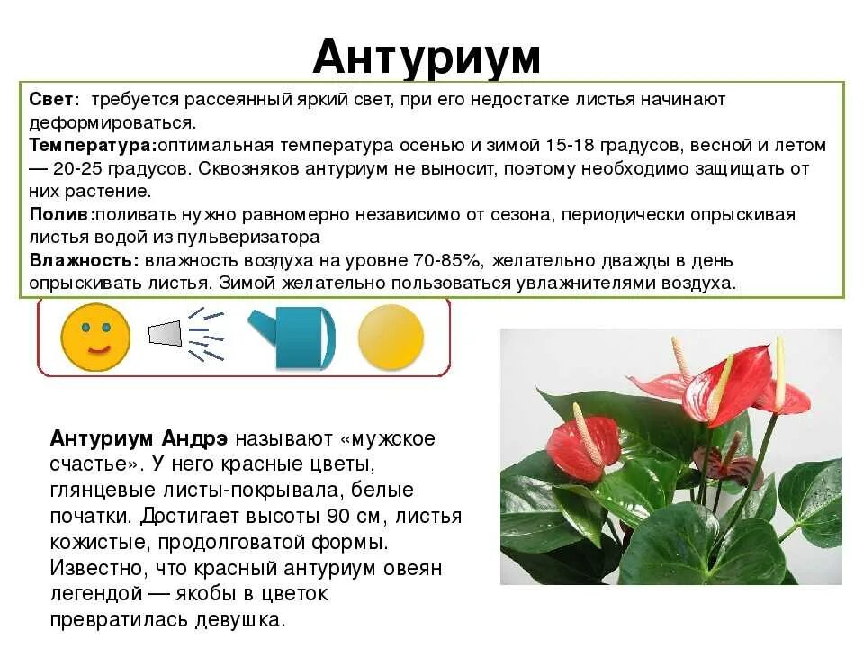 Красный Антуриум цветок. Комнатный цветок красный Антуриум. Чем подкормить спатифиллум для обильного