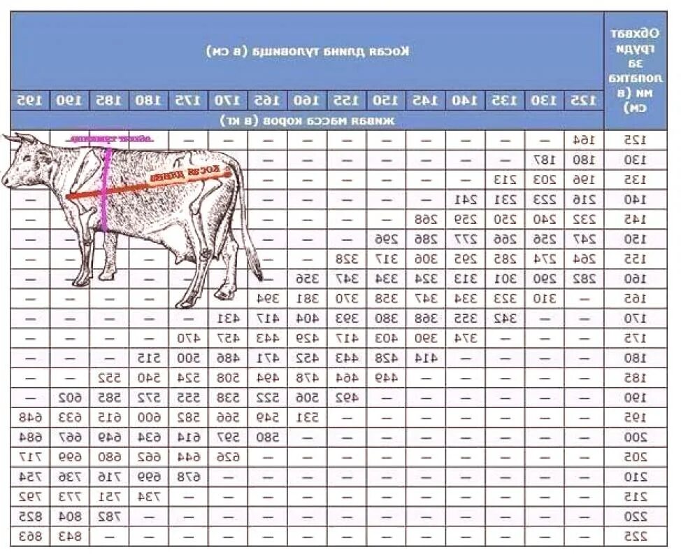 Таблица замера КРС живым весом Быков. Таблица измерения живого веса КРС. Таблица замеров КРС Быков живым. Таблица определения живой массы КРС. Таблица быков живой