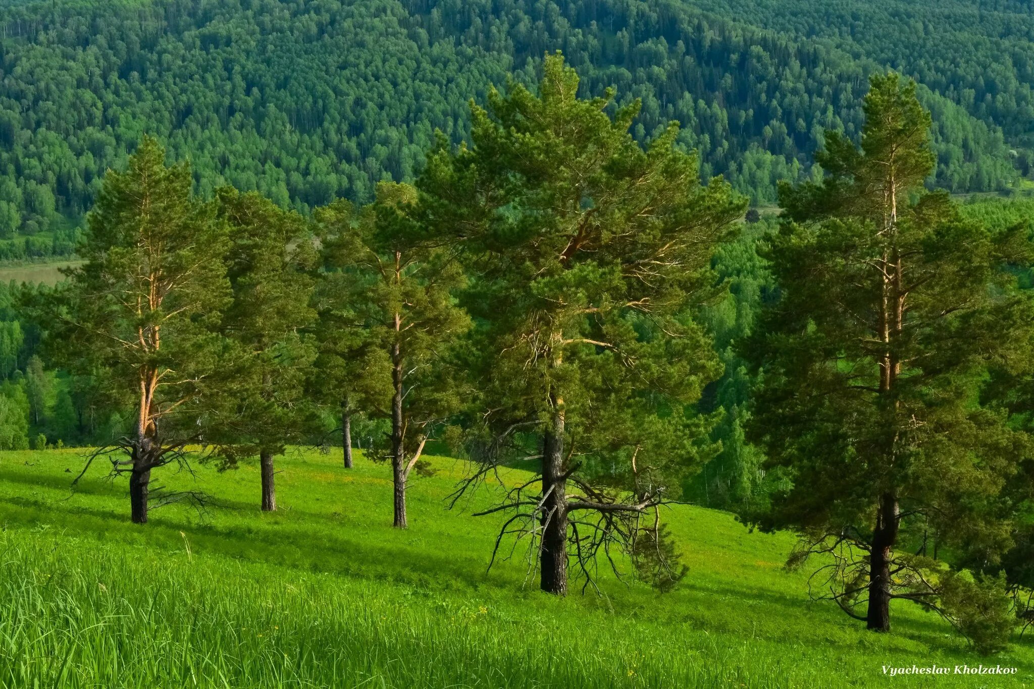 подлесок хвойного леса. дубовый лес тайга. подлесок в лесу. шервудский лес дуб. дубовый лес тайга.