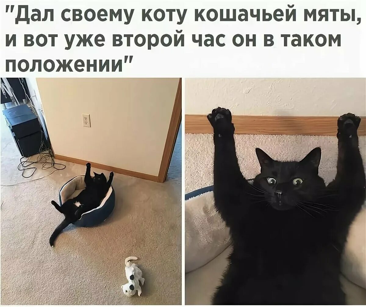 Смешные картинки до слез март. Коты с надписями до слëз. Котики смешные с надписями до слез. Смешные котики с надписями. Кошачьи шутки.