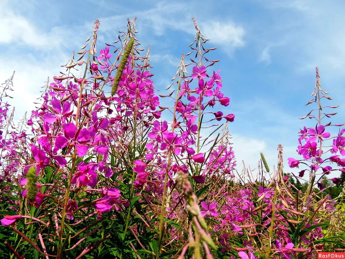 Кипрей горный. Кипрей горный Epilobium montanum. Канадский кипрей. Про кипрей