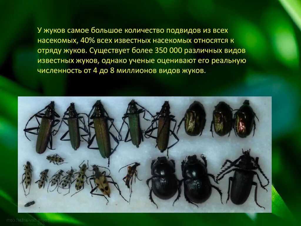 К бескрылым насекомым относятся. Жуки виды. Самые известные жуки. Количество видов Жуков. Сколько насчитывается видов насекомых.