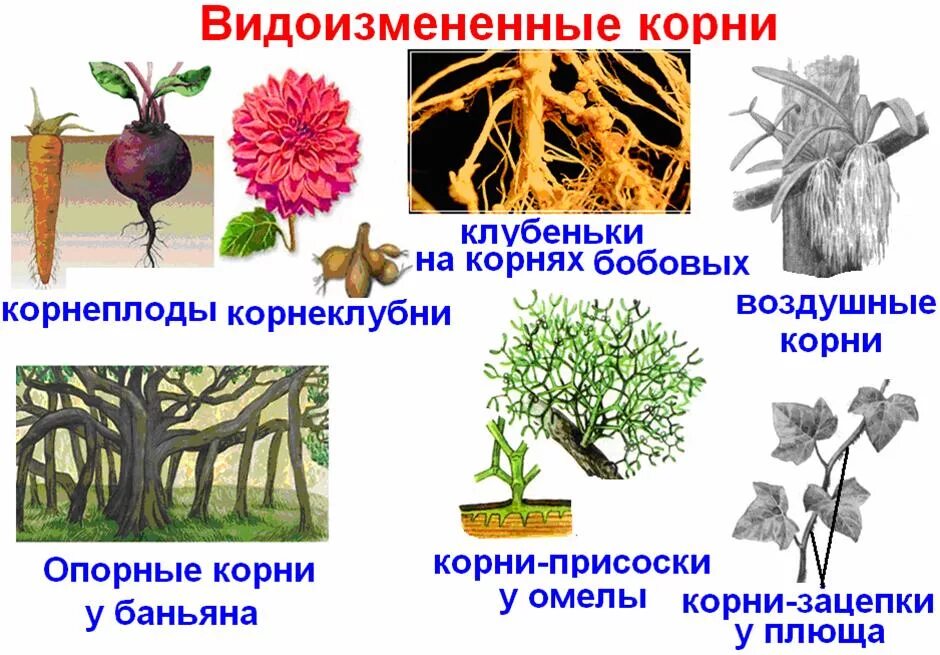 Корни растения бывают. Видоизмененные корни растений таблица.