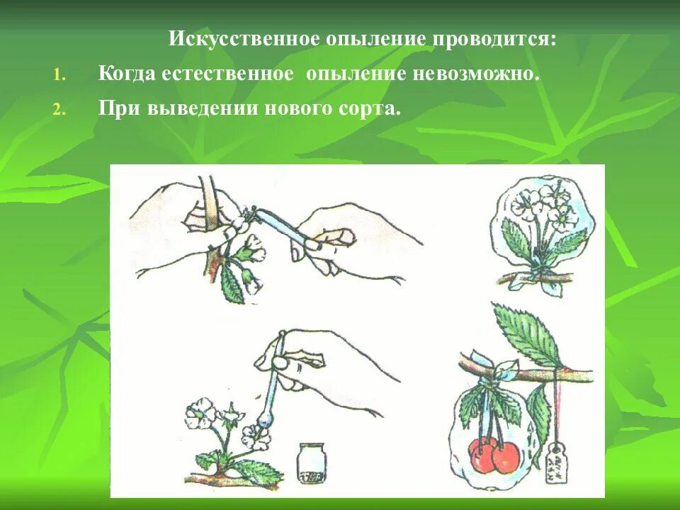 Селекция растений. Селекция презентация. Искусственное выведение растений. Сорта растений. Искусственное опыление.