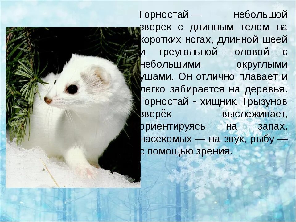 Описание зверьков. Описание зверьков. Горностай описание. Горностай доклад. Доклад о животном ласка.