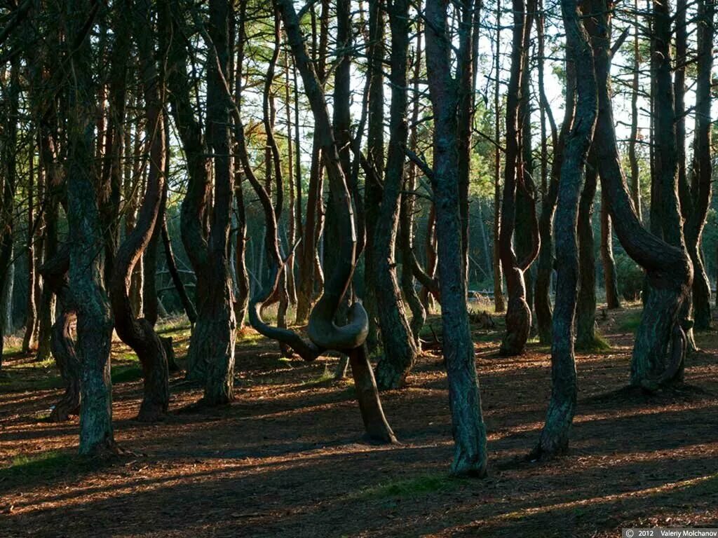 Куршская коса Танцующий лес. Куршская коса Калининград Танцующий лес. Танцующий лес на Куршской косе в Калининградской области. Танцующий Лев Курской косе Калининградской области.