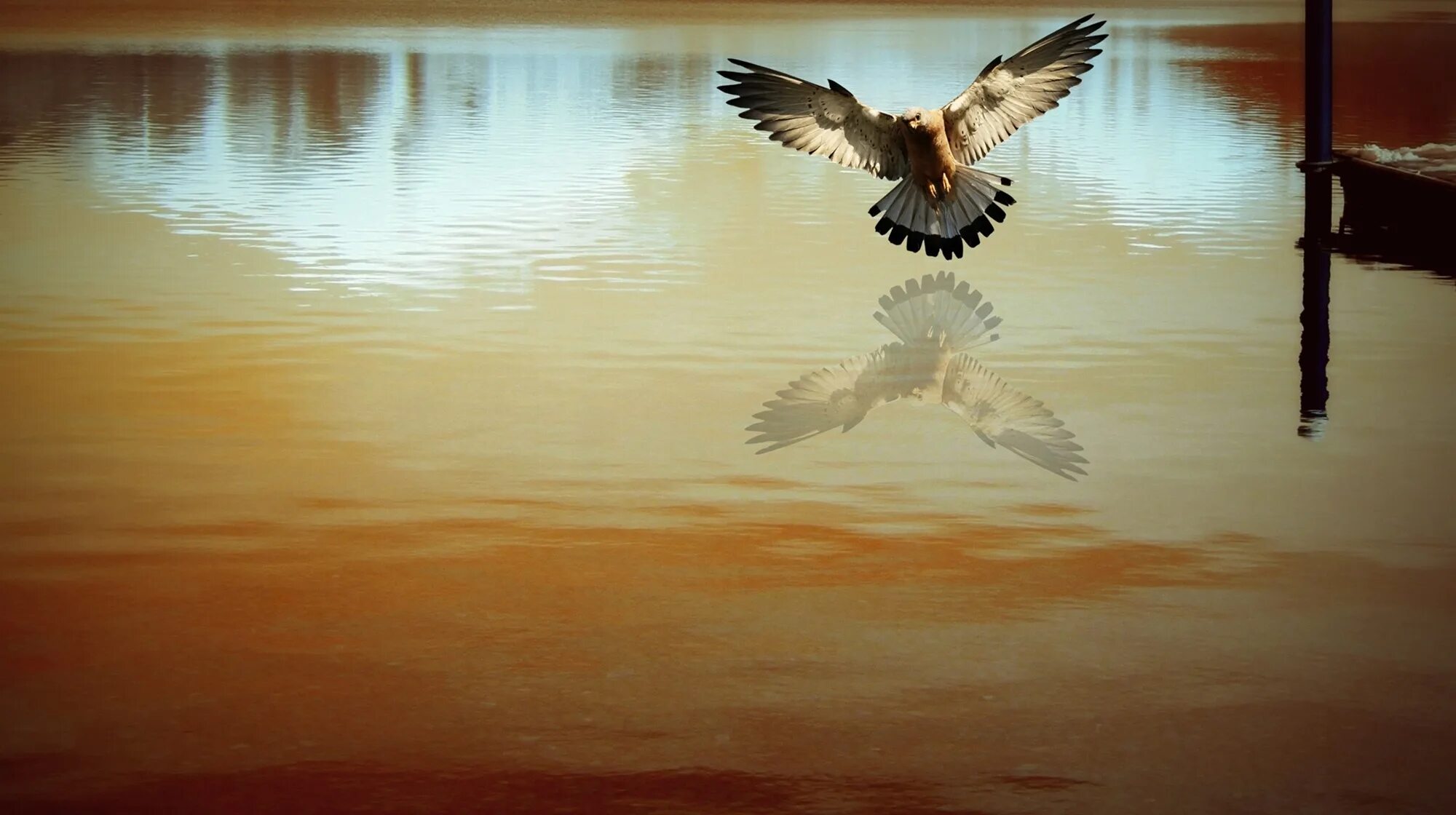 Отражение птиц в воде. Птички с отражением в воде. Птица в лучах солнца. Отражение солнца и птицы в воде.